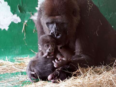 動物園園慶最大彩蛋～首度有金剛猩猩產仔