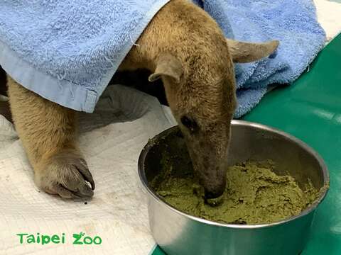 Runaway Anteater Found, Returned to Zoo