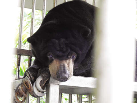 For Connie, the most memorable case since founding the TSPCA is rescuing a Malayan sun bear from a dog-size cage it was housed in for years.