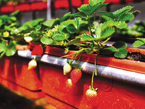 Next door to Taipei, Baishihu is a leisure farm area especially known for strawberry growing during the winter. (Photo/Xu Yirong)