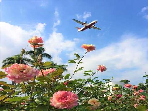 2021 Spring Rose Exhibition at Xinsheng Park