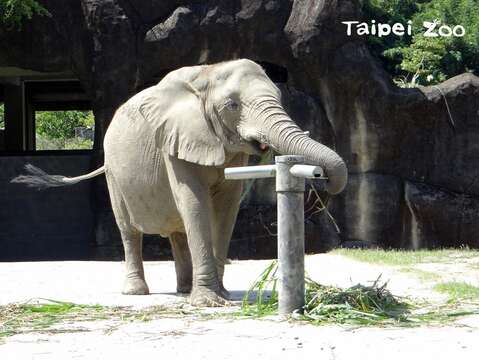 非洲象玩行為豐富化玩具-梅花椿