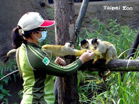 藉由手餵的過程，保育員可以就近觀察動物的外觀（黑冠松鼠猴）