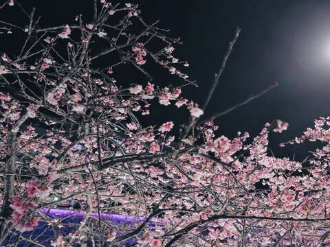 「楽活公園」2021夜桜祭り