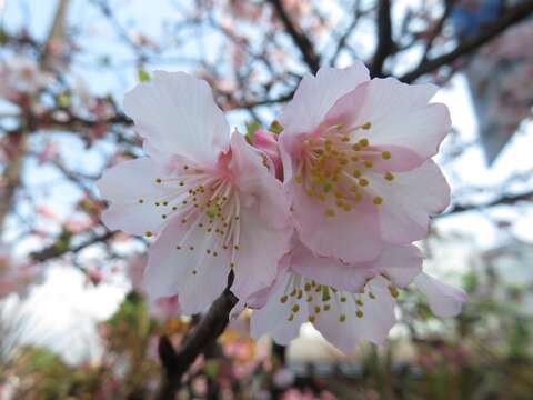 寒櫻初開為粉白色