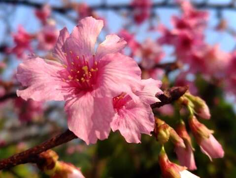 粉色櫻花宛如少女嬌羞臉龐(照片由林長淇及上景化里里長提供)。