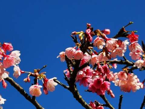 櫻花綻放燦爛卻短暫，請把握這一期一會的相遇(照片由林長淇及上景化里里長提供)。