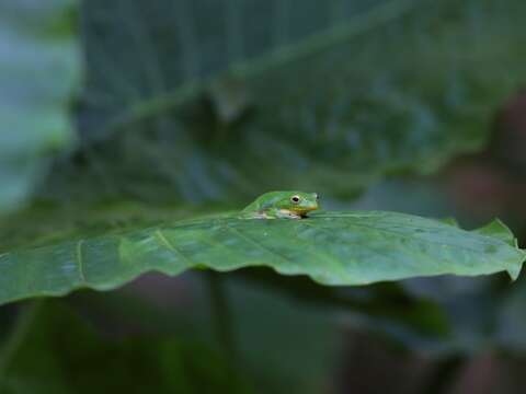 富陽自然生態公園是臺北樹蛙重要棲息地