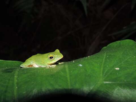 喜歡居住在樹林底層的臺灣特有種-臺北樹蛙 屬於冬季活躍的蛙種