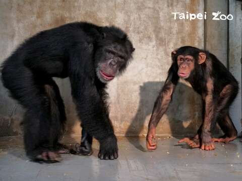 黑猩猩哥哥們也很照顧「娃智」