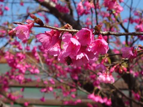 粉色櫻花