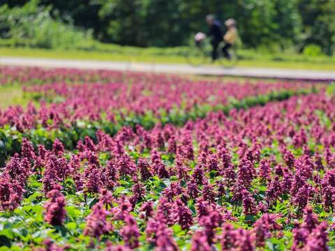 El mar de flores púrpuras en el parque ribereño de Guting da la bienvenida a la primavera