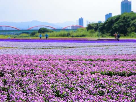 「紫爆」浪漫來襲！ 古亭河濱13萬盆花海迎接春天