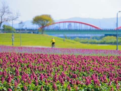 古亭河滨13万盆花盛开 一串紫满开超美