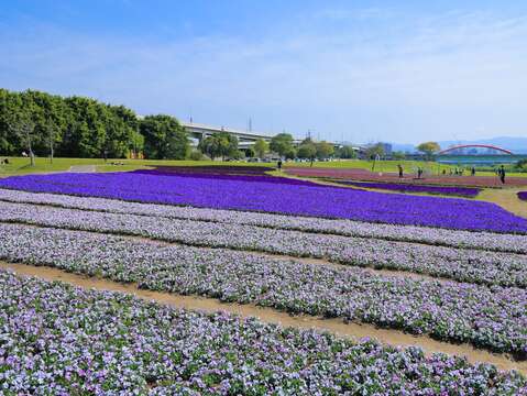 古亭河濱花海透過不同質感的紫色花朵為大地妝點浪漫色彩