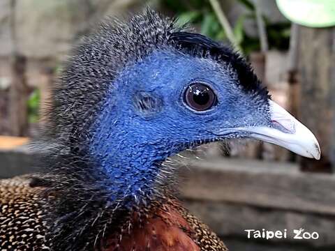 青鸞的頭部藍色較為黯淡、羽冠不像孔雀頂端會明顯膨大