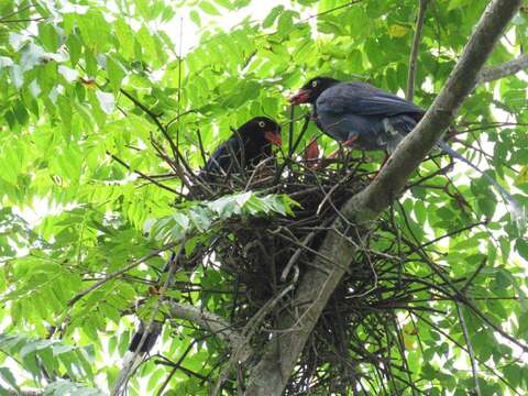曾被票選為臺灣國鳥的臺灣藍鵲正在育雛呢！