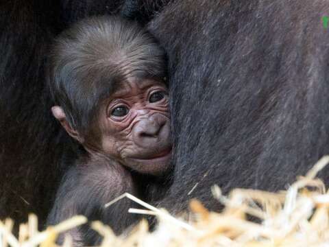 今年是荷蘭「Apenheul Primate Park（猴山靈長類公園）」開園第50週年，而「寶寶」和「Gyasi（蓋希）」的小孩，竟恰好是在該園誕生的50個金剛Baby，真是喜上加喜（Apenheul Primate Park提供）