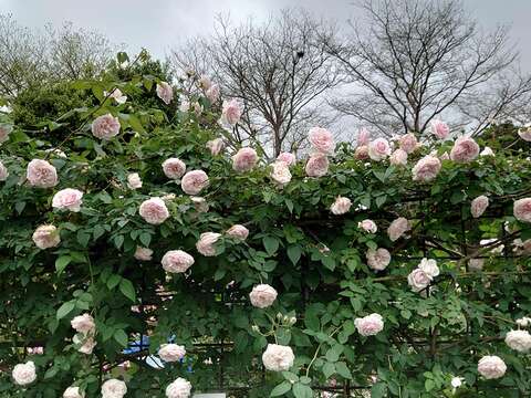 莫梅森的紀念品--植株橫張、強健、多花、強香的茶玫瑰品種。