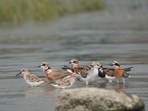 「生態環教」單車路線 可以到社子島濕地觀察鳥朋友