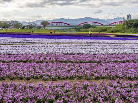 今年古亭河濱公園綻放的浪漫紫色花海