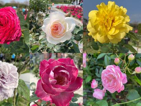 玫瑰花色繽紛豐富且多變，有紅、紫、黃、粉紅、橙、白及複色等色，花期主要也是以春季為主。