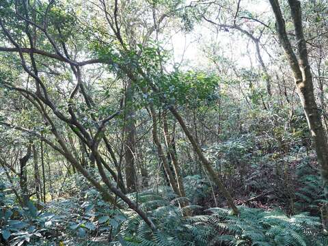 大崙頭山現場部分林木有被壓情形，顯示林木有競爭情形。