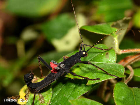 黑魔鬼竹節蟲受到干擾時會打開鮮紅色的後翅形成強烈對比的色彩