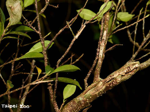瘤竹節蟲白天喜歡停棲在樹幹上，找找看上面一共有幾隻呢？