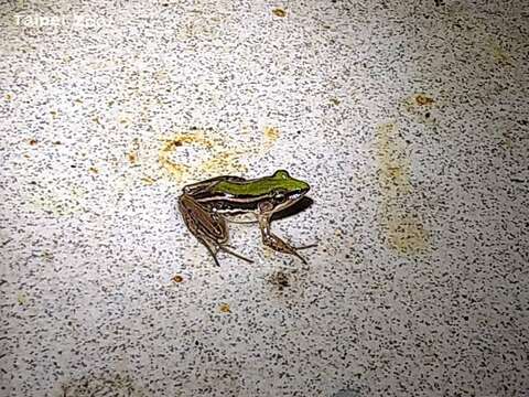 動物內欄舍也有發現臺北赤蛙的蹤跡