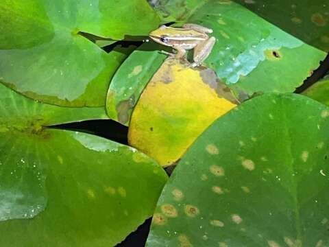 臺北赤蛙棲息在平地到淺山的水田、草澤及埤塘