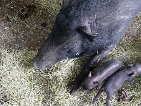 蘭嶼豬寶寶們在媽媽「伊時」的細心照顧之下，一定能健健康康的成長茁壯