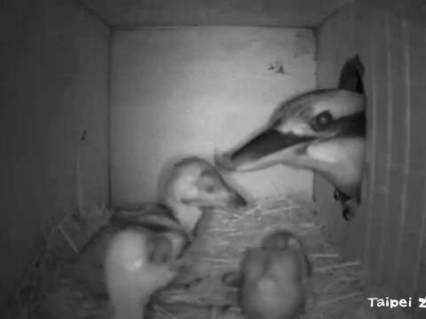鳥爸媽會輪流叨食物回巢箱餵養三隻小寶寶