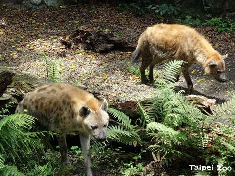 斑點鬣狗是可愛又有個性的反差萌動物