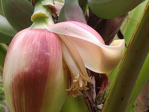 타이베이 식물원 다양한 식물들이 꽃을 피웠습니다! 온라인에서 꽃놀이를 즐겨보세요!