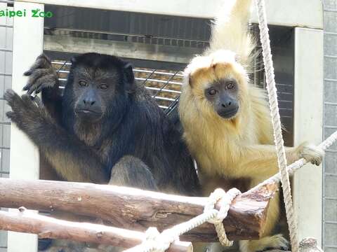 「黑吼猴」已經在5月11日完成檢疫搬遷到雨林區，目前正在適應場地