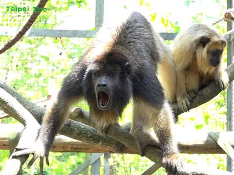 黑吼猴兄弟似乎還在練習發音，偶爾會聽到牠們喉嚨發出低而短的聲音