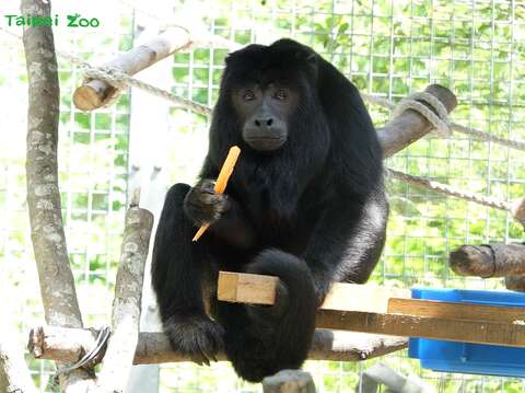 蔬食所能獲得的能量較少，所以黑吼猴一天中休息睡覺的時間也比較多