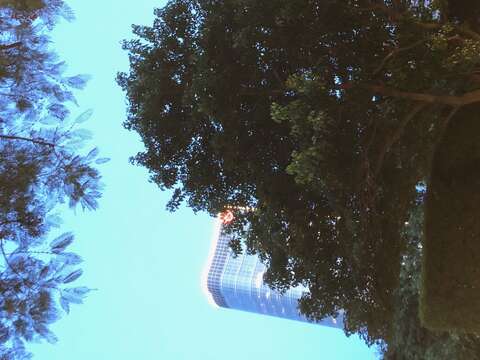 臺北市政府工務局公園路燈工程管理處採取台電魚木的枝條扦插繁殖而來，種植於仁愛圓環的四處綠島上