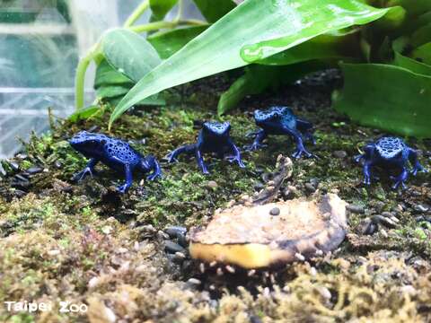 保育員發現長期處於無對流環境的「無風組」幼蛙們，表現出更強烈的進食慾望（林芳儀、洪珮縈、陳濠森、戴為愚等提供）