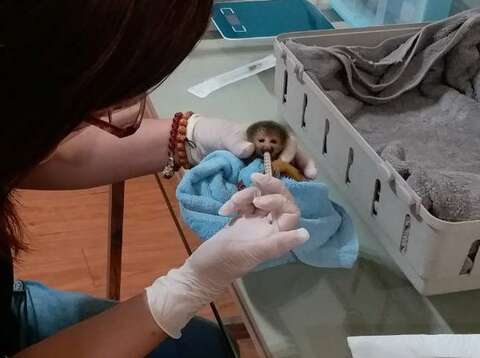 剛出生的黑冠松鼠猴寶寶很迷你，奶瓶對他而言太大了，只能用針筒餵食（葉惠群）