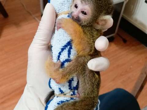 保育員用毛巾、襪子給松鼠猴寶寶做抱枕