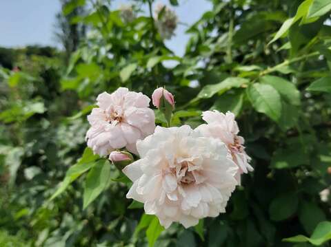 中國古老月季有非常密切血緣的老品種「努賽特」屬耐旱的蔓性玫瑰。