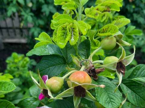 玫瑰果是皺葉玫瑰(Rosa Rugosa)凋謝後，由花托發育而成的肉質漿果，在日本美容界有美膚