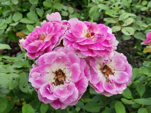 奧菲歐屬於複色的中輪杯型花朵。具大馬士革系的強香，同時融合果香和辛香。