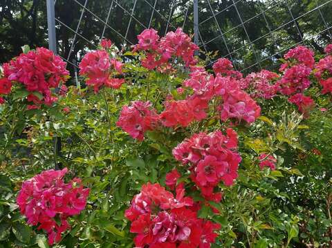 紅色的蔓性玫瑰「琳達坎貝爾」，在炎熱的天氣時，植株依然茂密。
