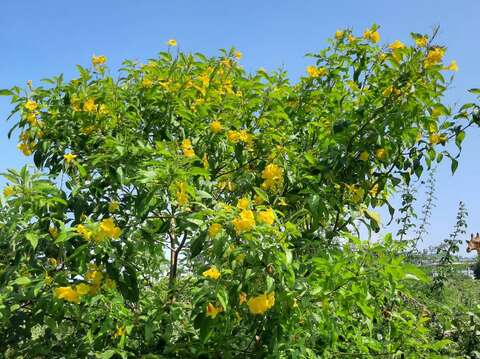 黃鐘花跟阿勃勒同屬開黃花的木本植物，開花多而且花期長。