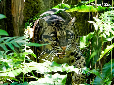 今（84）天是一年一度的「國際雲豹日（International Clouded Leopard Day）」