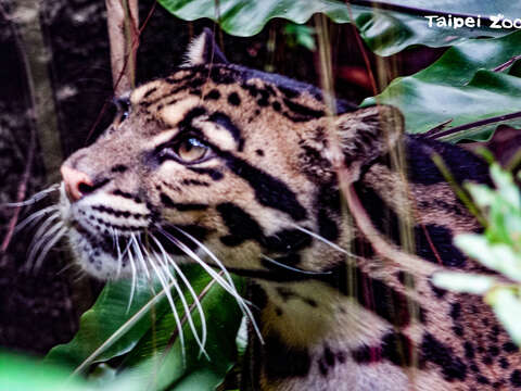 International Clouded Leopard Day: Latest Updates on Taipei Zoo’s “Suki”