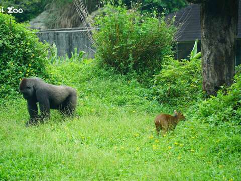 金剛猩猩和山羌這兩物種間一直是偏向不會互相干擾的關係